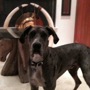 Meet your Posher, Steve